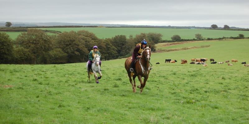 Equine Influenza Policy